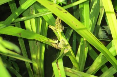Sparganium erectum