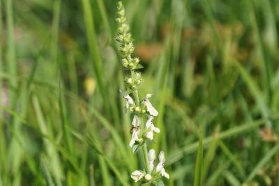 Stachys recta