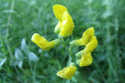 Lathyrus pratensis