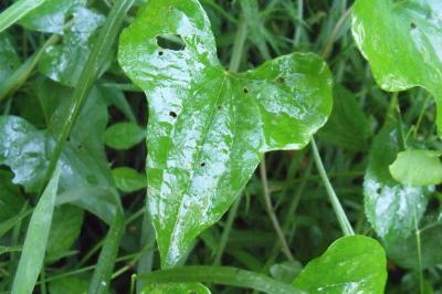 Dioscorea communis