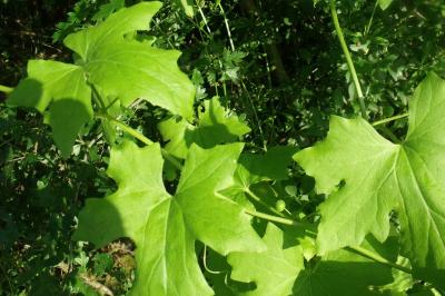 Bryonia dioica