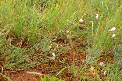 Linum tenuifolium