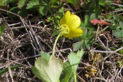 Ranunculus sardous
