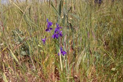 Delphinium consolida