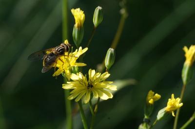 Lapsana communis