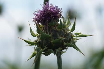 Silybum marianum