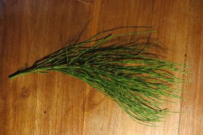 Equisetum arvense