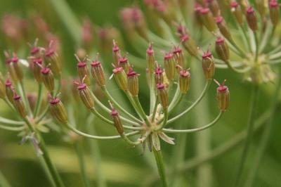 Trocdaris verticillatum
