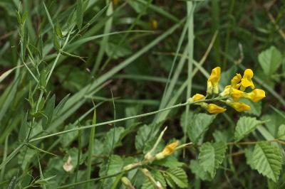 Lathyrus pratensis
