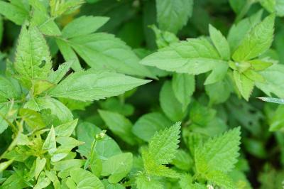 Eupatorium cannabinum