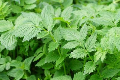 Valeriana officinalis