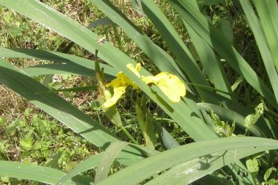 Iris pseudacorus
