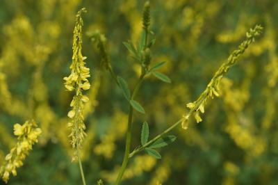 Melilotus officinalis