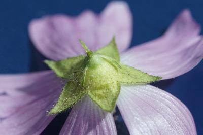 Malva moschata