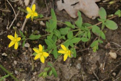 Hypericum humifusum