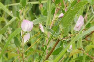 Ononis spinosa