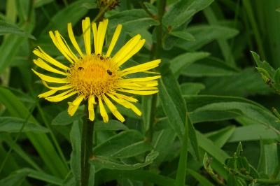 Inula salicina