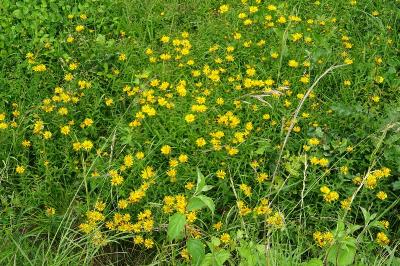 Inula salicina