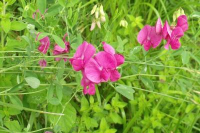 Lathyrus tuberosus