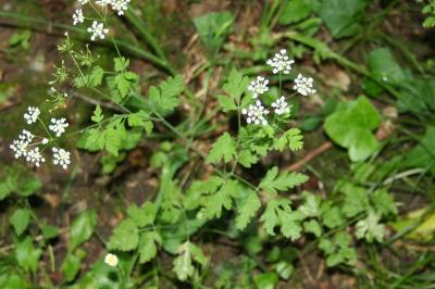 Chaerophyllum temulum