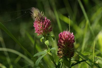Trifolium rubens