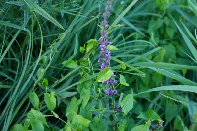 Lythrum salicaria