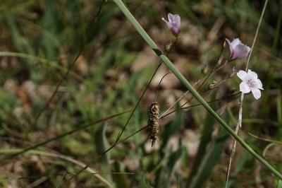 Linum tenuifolium