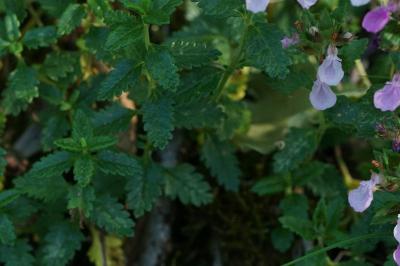 Teucrium chamaedrys