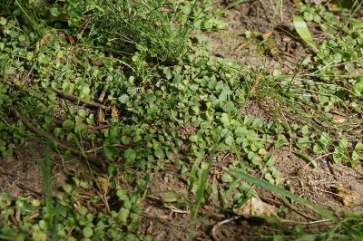 Lysimachia nummularia