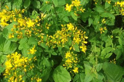 Hypericum hirsutum