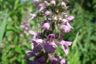 Stachys palustris