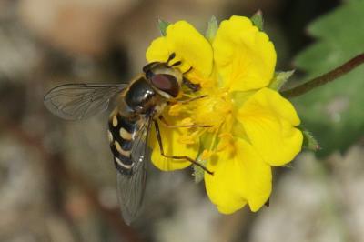 Potentilla reptans