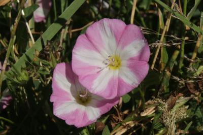 Convolvulus arvensis