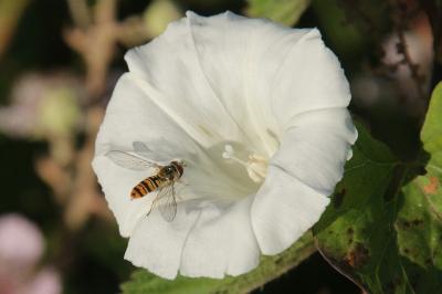 Convolvulus sepium