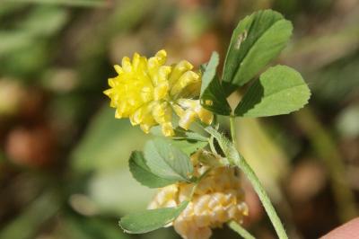 Trifolium campestre