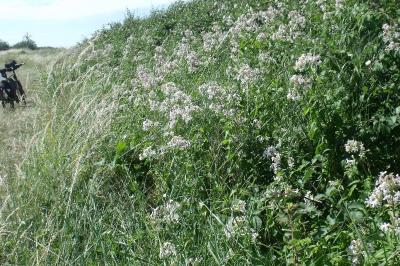 Saponaria officinalis