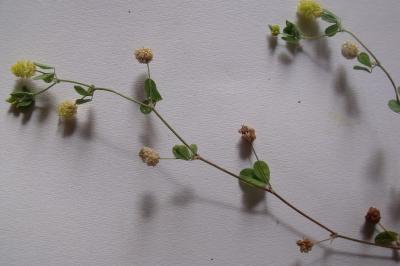 Trifolium campestre