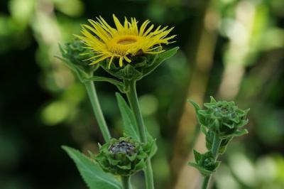 Inula helenium