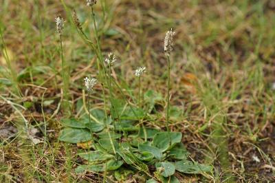 Plantago media