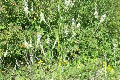 Melilotus albus