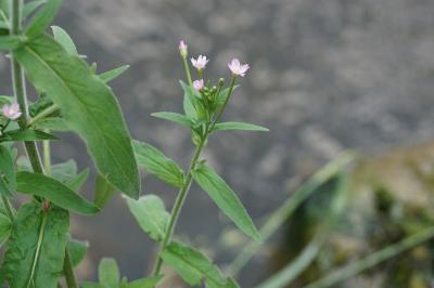 Epilobium parviflorum