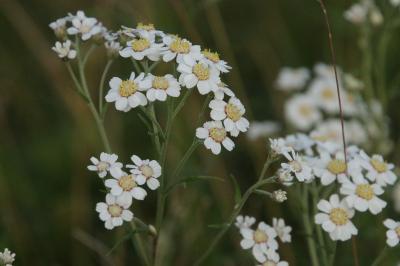 Achillea ptarmica