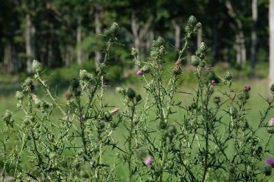 Cirsium vulgare
