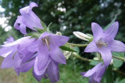 Campanula trachelium