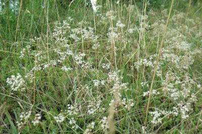 Sedum album