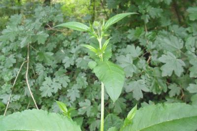 Dipsacus pilosus