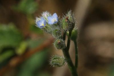 Myosotis arvensis