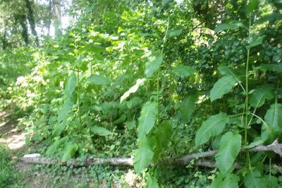Dipsacus pilosus