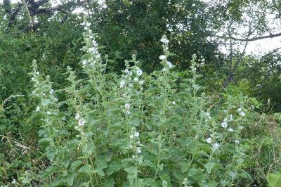 Althaea officinalis