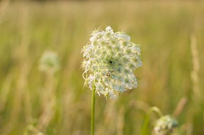 Daucus carota